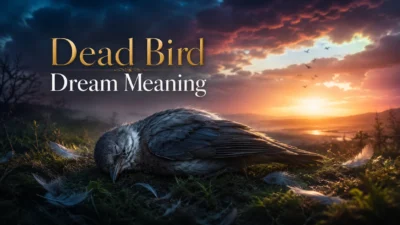 Dead Bird Dream Meaning